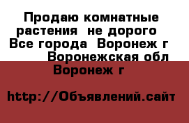 Продаю комнатные растения  не дорого - Все города, Воронеж г.  »    . Воронежская обл.,Воронеж г.